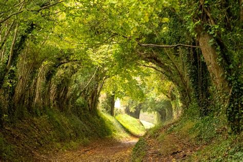 totalsportek.tu|túnel de árboles en west sussex.